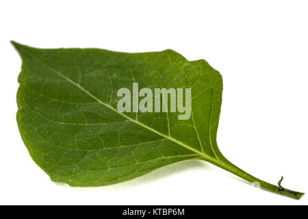 Foglie di erba morella, lat. Solanum nígrum, pianta velenosa, isolato su sfondo bianco Foto Stock