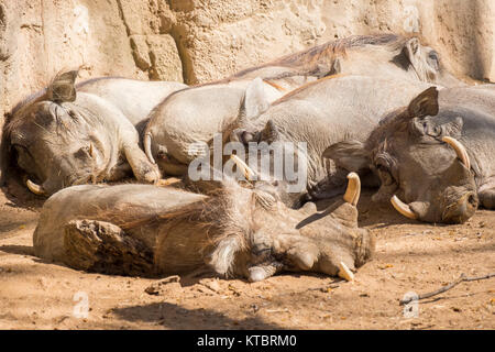 Warthoq famiglia dormire al sole, Phacochoerus africanus Foto Stock