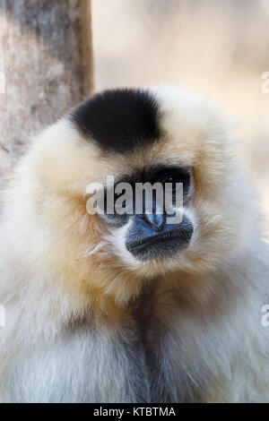 Primatte giallo-cheeked gibbone (Nomascus gabriellae) Foto Stock