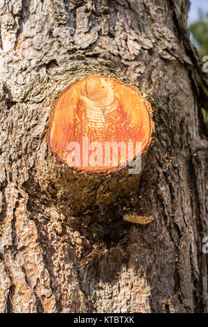 Dettaglio del taglio sul ramo di un albero. Il taglio è aperto e dà uno sguardo alla struttura marrone Foto Stock