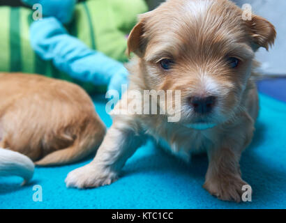 Stanco, piccolo cucciolo Havaneser guarda nella telecamera Foto Stock