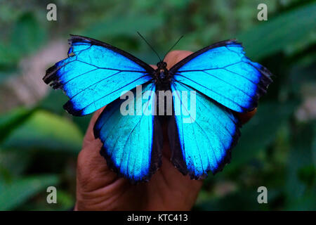 Blue Morpho Butterfly Closeup Foto Stock