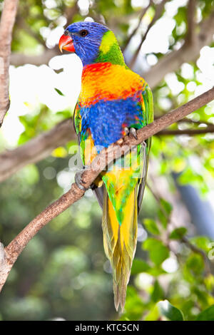 Australian rainbow parrocchetti- Australia belli uccelli sul ramo Foto Stock