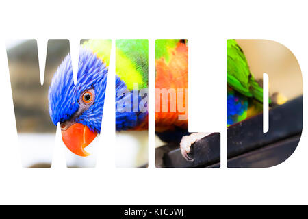 Parola WILD su un blu e giallo macaw closeup Foto Stock