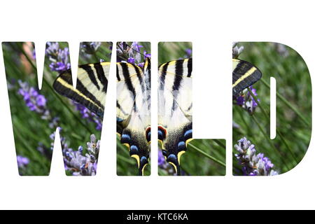 Parola selvatica sulla splendida farfalla posata su piante di lavanda Foto Stock