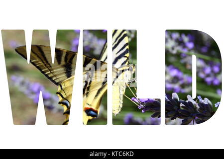 Parola selvatica sulla splendida farfalla posata su piante di lavanda Foto Stock