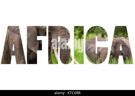 Parola AFRICA negli animali selvatici. Foto Stock