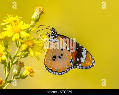 Plain tiger o africano farfalla monarca (Danaus chrysippus) bere il nettare mentre appollaiato sul fiore giallo Foto Stock