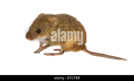 Curioso giovani Harvest Mouse (Micromys minutus) con graziosi occhi marroni a camminare su sfondo bianco, studio shot Foto Stock