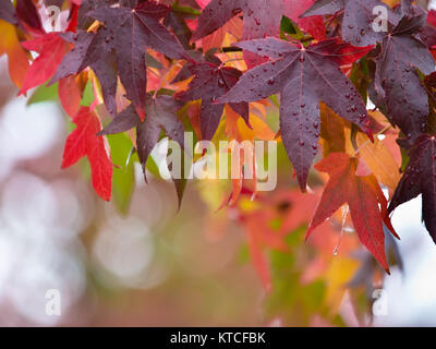 Sfondo di colore vivace Foglie di autunno sui rami di un albero con profondità di campo Foto Stock