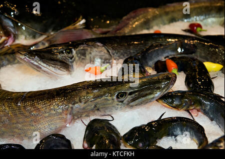 Frutti di mare raffreddamento su ghiaccio Foto Stock