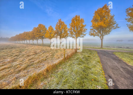 Fila di Giallo autunno alberi lungo la pista ciclabile attraverso il paesaggio agricolo Foto Stock