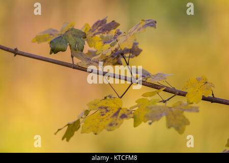 Il ramo con l'autunno foglie colorate in giallo, verde e arancione Foto Stock