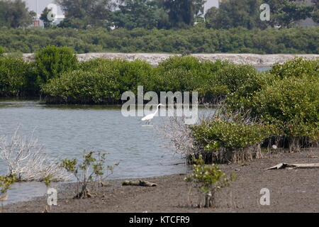 La foresta di mangrovie, si trova nella città di Tainan, Taiwan. Foto Stock