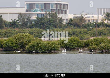 La foresta di mangrovie, si trova nella città di Tainan, Taiwan. Foto Stock