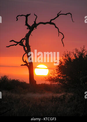 Magnifico tramonto con una grande silhouette di alberi di leadwood morti con cielo colorato nella fesa bush africana del Sud Africa nel Parco Nazionale Kruger Foto Stock