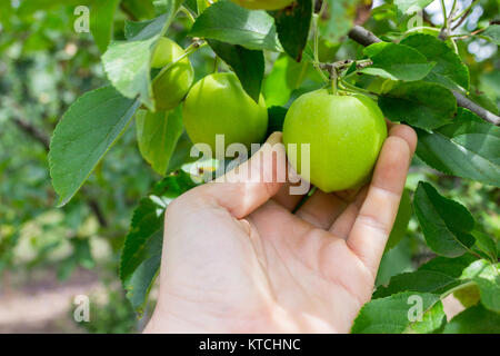 Giardiniere raccolta a mano verde mela. Invece arriva per le mele sulla struttura ad albero Foto Stock