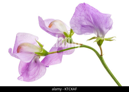 Fiori di pisello dolce, isolato su sfondo bianco Foto Stock