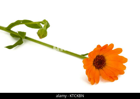 Fiore di calendula, isolati su sfondo bianco Foto Stock