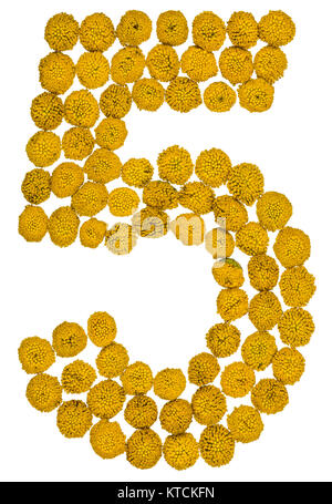 Numero arabo 5, cinque da fiori gialli di tansy, isolato su sfondo bianco Il tansy - una pianta della famiglia a margherita con piatto giallo-sormontato ma Foto Stock