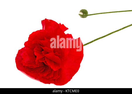 Fiore di papavero rosso, Lat. Papaver, isolati su sfondo bianco Foto Stock