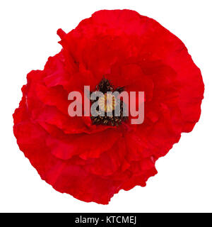 Fiore di papavero rosso, Lat. Papaver, isolati su sfondo bianco Foto Stock