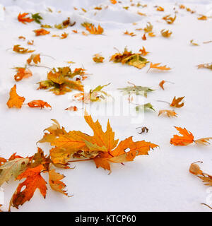 Colorati di foglie di acero sulla neve. Prima neve Foto Stock