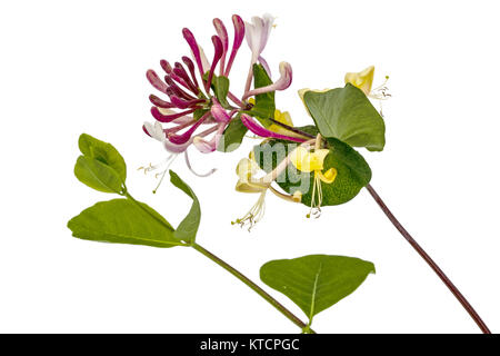 Fiori di caprifoglio, lat. Lonicera caprifolium, isolato su sfondo bianco Foto Stock