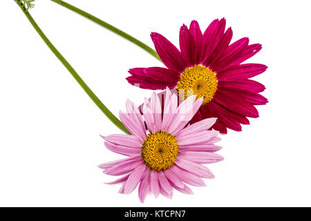 Fiori di piretro, isolato su sfondo bianco Foto Stock