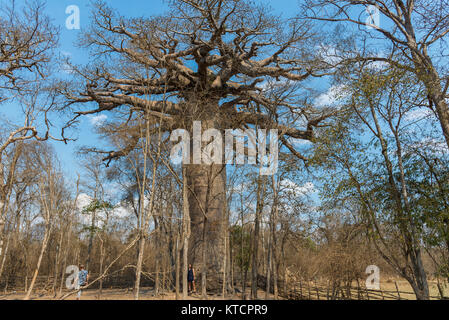 Un gigante di baobab (Adansonia grandidieri) considerato sacro per la gente del posto. Morondava, Madagascar, Africa. Foto Stock