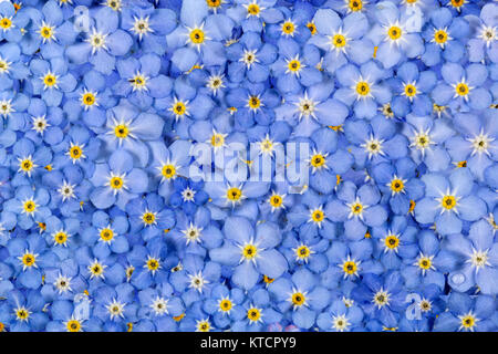 Sfondo di luce fiori blu di dimenticare-me-non (lat. Myosotis arvense) Foto Stock