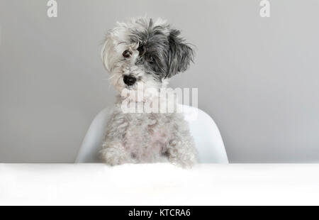 Simpatico cane sorpreso su sfondo grigio. Concetto di emozioni Canino Foto Stock