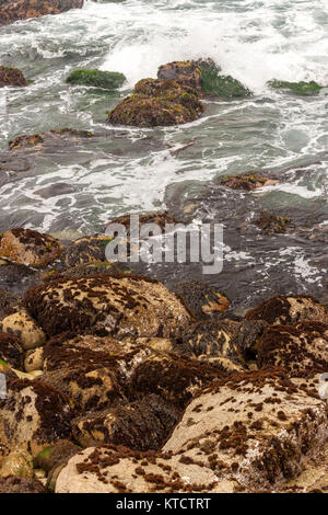 17-Mile Drive è una strada panoramica attraverso la spiaggia di ciottoli e Pacific Grove sulla penisola di Monterey in California, Foto Stock