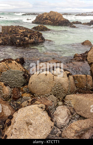 17-Mile Drive è una strada panoramica attraverso la spiaggia di ciottoli e Pacific Grove sulla penisola di Monterey in California, Foto Stock