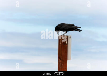 Black Bird arroccato sul cartello, 17-Mile Drive scenic road, Pebble Beach in California, Stati Uniti d'America Foto Stock