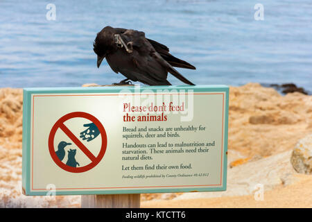 Black Bird arroccato sul cartello, 17-Mile Drive scenic road, Pebble Beach in California, Stati Uniti d'America Foto Stock