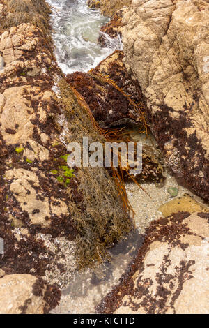 17-Mile Drive è una strada panoramica attraverso la spiaggia di ciottoli e Pacific Grove sulla penisola di Monterey in California, Foto Stock