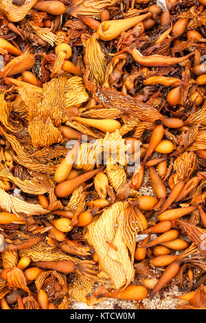 E alghe kelp si è incagliata, California Foto Stock