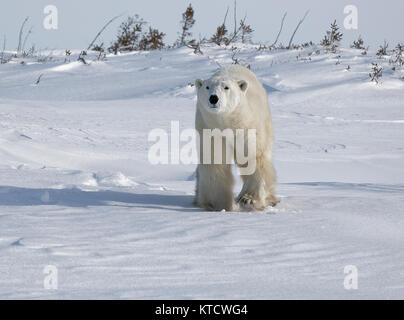 Orso polare neonati cuddling con MOM SULLA TUNDRA IN WAPUSK NATIONAL PARK. Foto Stock