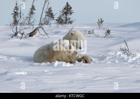 Orso polare neonati cuddling con MOM SULLA TUNDRA IN WAPUSK NATIONAL PARK. Foto Stock