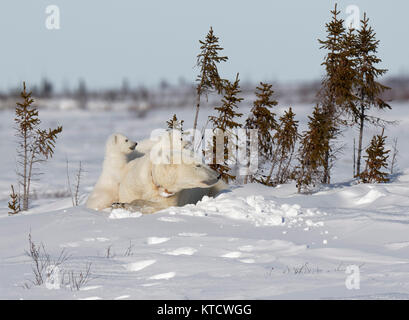 Orso polare neonati cuddling con MOM SULLA TUNDRA IN WAPUSK NATIONAL PARK. Foto Stock