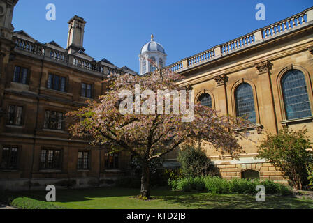 Cambridge, Regno Unito - 18 Aprile 2015: Antica Corte, la cappella e la fioritura albero a Clare College Foto Stock