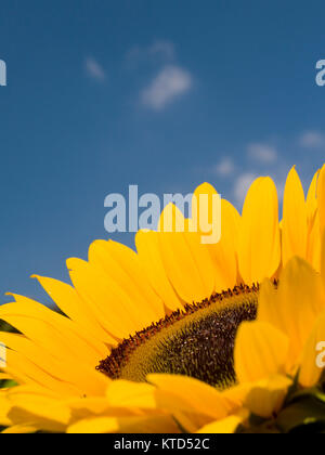 Una chiusura di un testa di girasole contro un cielo blu con wisps del cloud Foto Stock