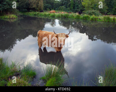 Highland bovini Bos taurus nel laghetto a Hanworth comuni di Norfolk Foto Stock