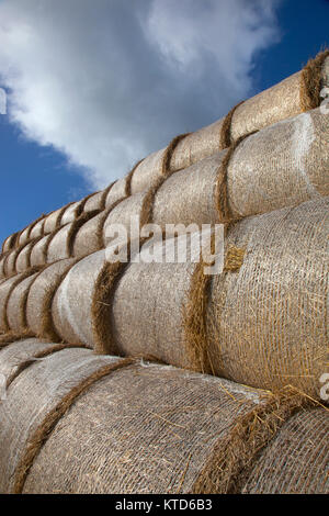 Rotoballa stack dopo il raccolto Norfolk Settembre Foto Stock