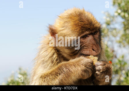 Barbary macaque (Macaca sylvanus) Gibilterra. Barbary macaque (Macaca sylvanus) noto anche come: Barberia ape e rock ape. Barberia macachi (Macaca sylva Foto Stock