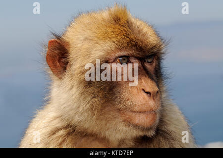 Barbary macaque (Macaca sylvanus) Gibilterra. Barbary macaque (Macaca sylvanus) noto anche come: Barberia ape e rock ape. Barberia macachi (Macaca sylva Foto Stock