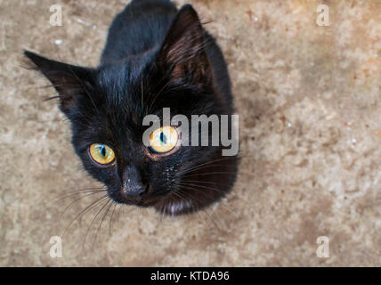 Il gatto nero è seduto e guardando molto carino. Cat si siede sul pavimento Foto Stock