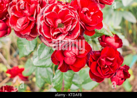 Rose rosse su una boccola. Le Rose in tiro approssimativo Foto Stock