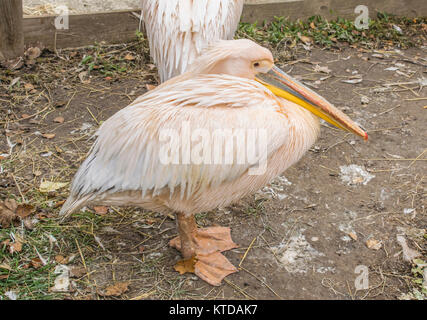 Un bianco orientali pelican è seduto. Deep autunno il pellicano si riscalda Foto Stock